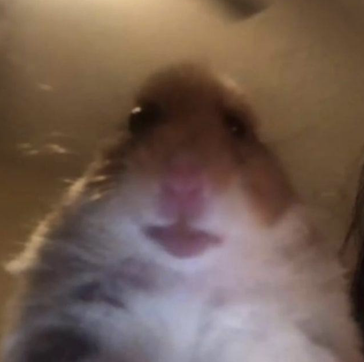 Hamster Cult Logo
